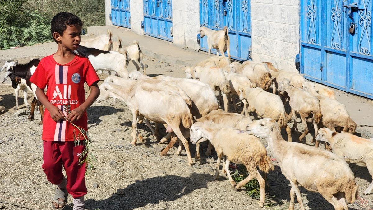 A Yemeni boy stands in front of a herd